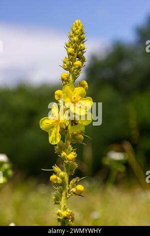 Verbascum densiflorum the well-known dense-flowered mullein. Stock Photo