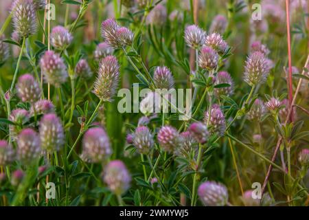 Trifolium arvense closeup. Fluffy clover in a meadow. Summer flora growing in the field. Colorful bright plants. Selective focus on the details, blurr Stock Photo