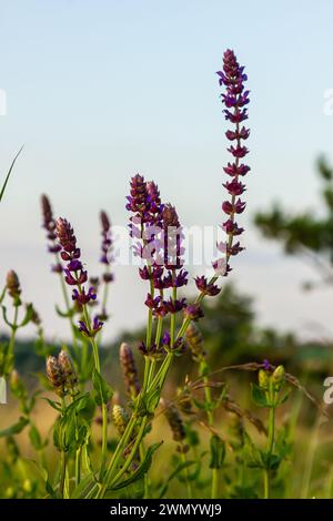 Flowers of the forest sage, Salvia nemorosa, close-up. Background of Salvia nemorosa, a salvia with beautiful purple flowers. Purple flowers of oak sa Stock Photo