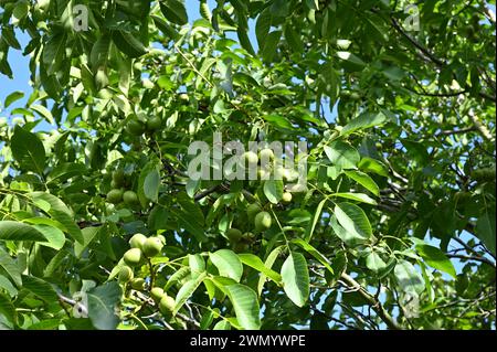 unripe walnuts growing on tree Juglans regia in UK September Stock Photo