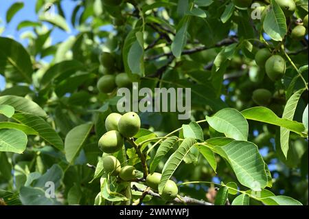 unripe walnuts growing on tree Juglans regia in UK September Stock Photo