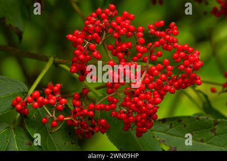 Red elderberry (Sambucus racemosa), Willamette Mission State Park, Marion County, Oregon Stock Photo