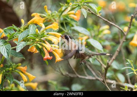 Feeding Speckled Hummingbird (Adelomyia melanogenys) in Colombia Stock Photo