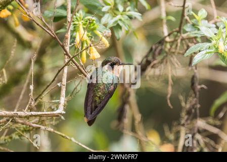 Perching Speckled Hummingbird (Adelomyia melanogenys) in Colombia Stock Photo