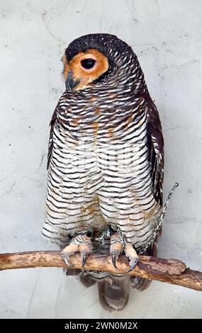 Spotted wood owl, Pagodenkauz, Chouette des pagodes, Strix seloputo, pettyes bagoly, Malaysia, Asia Stock Photo