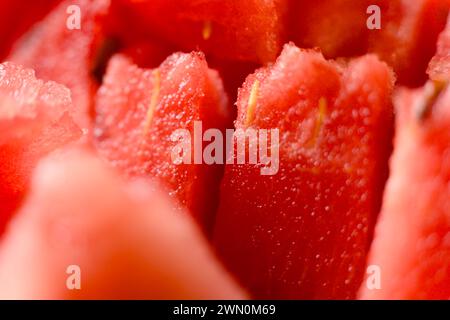 A close-up image of a ripe watermelon slice, showcasing its vibrant red flesh, juicy texture Stock Photo