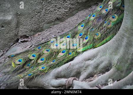 A male peacock shows off his feathered whee Stock Photo