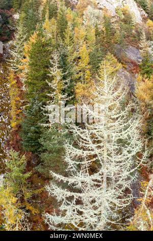 Aerial shot of dead pine trees covered in lichen growing on a cliff Stock Photo