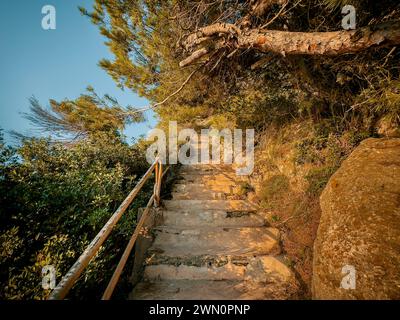 Morning sun rays shine on forest pathway Stock Photo