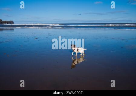 Springer spaniel young dog on the beach at low tide Stock Photo