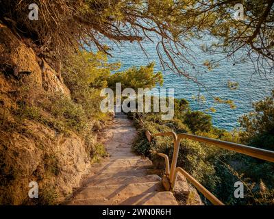 Morning sun rays shine on forest pathway Stock Photo