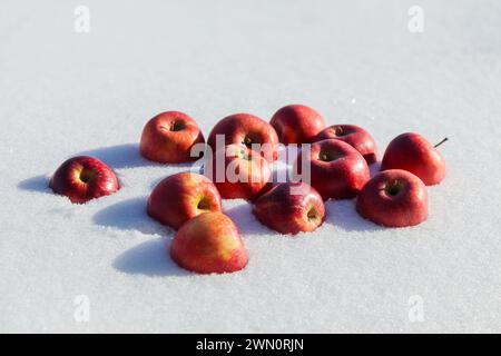Red apples lying on the snow in the winter, close-up Stock Photo