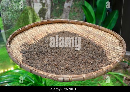 Drying tea leaves in a bamboo tray Stock Photo