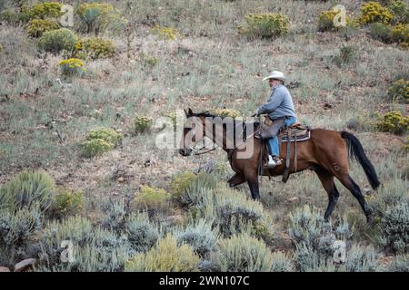 Caribou County Idaho – September 13, 2013: Cowboy rides horse on mountain side as he herds cattle. Stock Photo