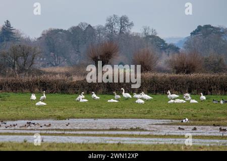 Bewick's swans (Cygnus Columbianus bewickii) wintering at WWT Slimbridge Wetland Centre in Gloucestershire, England, UK, during February 2024 Stock Photo