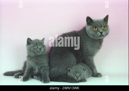British Shorthair Blue Mother and Kittens Bsh Stock Photo