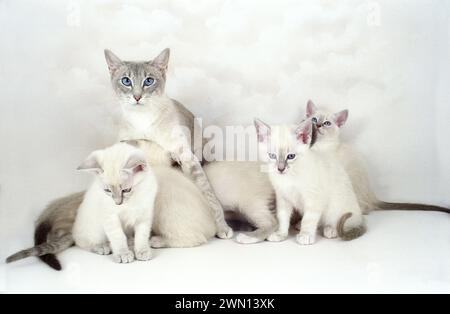 Snowshoe Mother and Kittens Stock Photo