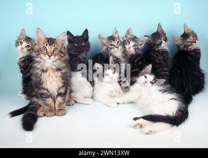 Nine Norwegian Forest Cat Kittens Nfc Stock Photo