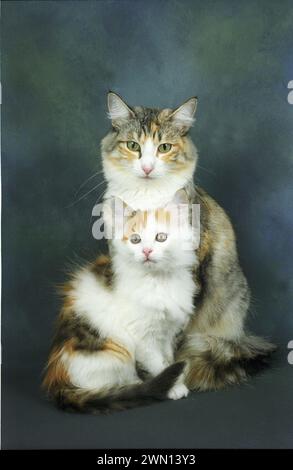 Norwegian Forest Cat Mother and Kitten Nfc Stock Photo