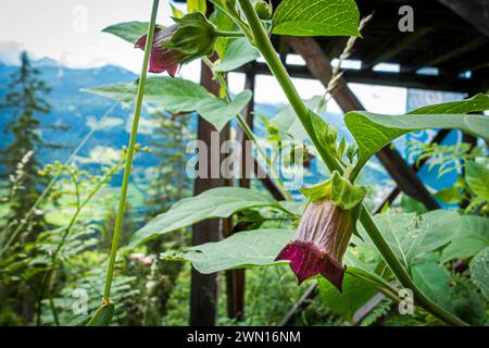 The Deadly Nightshade, Atropa bella-donna (Belladonna), flowering in River Enns valley in Schladming Dachstein Region, northwest Styria, Austria, on J Stock Photo