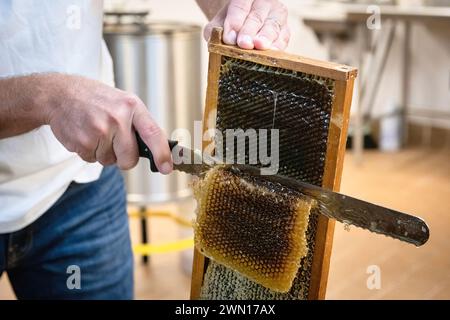 Close-up of a man cutting a piece of honeycomb from a beehive frame, dripping with organic honey Stock Photo