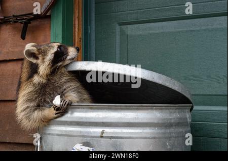 Raccoon (Procyon lotor) Holding Marshmallow in Garbage Can Looks Back - captive animal Stock Photo