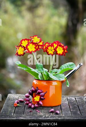 Beautiful vintage floristic arrangement with red, yellow primula flowers in a vintage old orange enamel pot with onion wreath. Rustic garden decor Stock Photo