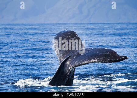 Large humpback displaying ite tail during a whale watch on Maui. Stock Photo