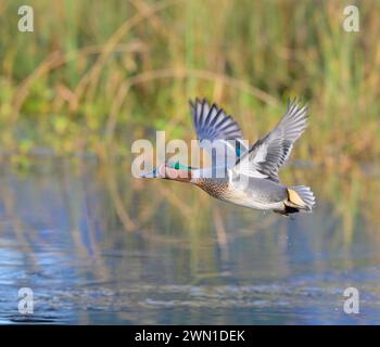 Green-winged teal (Anas crecca) drake flying over lake, Galveston, Texas, USA. Stock Photo