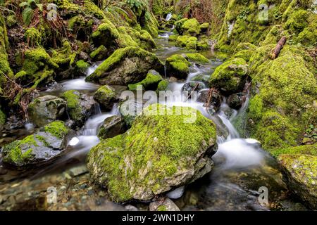 Moss-covered creek in Sea-to-Sea Regional Park - Sooke, Vancouver Island, British Columbia, Canada Stock Photo