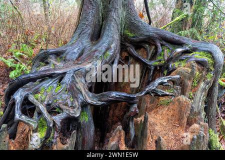 Tree roots growing on nurse log - Goldstream Provincial Park near Victoria, Vancouver Island, British Columbia, Canada Stock Photo