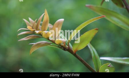 Agathis robusta (Dundathu pine, kauri pine, Queensland kauri, Australian kauri). This tree produces a high quality timber Stock Photo