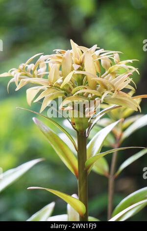 Agathis robusta (Dundathu pine, kauri pine, Queensland kauri, Australian kauri). This tree produces a high quality timber Stock Photo