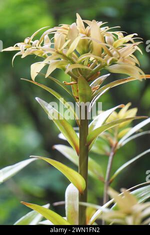 Agathis robusta (Dundathu pine, kauri pine, Queensland kauri, Australian kauri). This tree produces a high quality timber Stock Photo