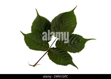Raspberry leaf isolated on white background. Stock Photo