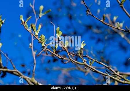 Young, fresh green leaves of alder tree (Alnus glutinosa) in April, Peterborough, Cambridgeshire, England Stock Photo