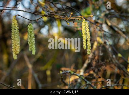 Close-up of male hazel catkins (Corylus avellana) in January, Peterborough, Cambridgeshire, England Stock Photo