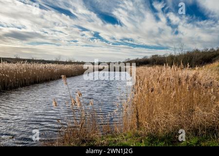Reed beds at Dogsthorpe Star Pit Nature Reserve, a former brick pit in Peterborough, Cambridgeshire, now restored as a nature reserve Stock Photo