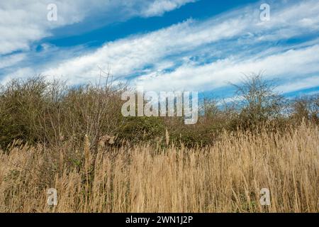 Reed beds at Dogsthorpe Star Pit Nature Reserve, a former brick pit in Peterborough, Cambridgeshire, now restored as a nature reserve Stock Photo