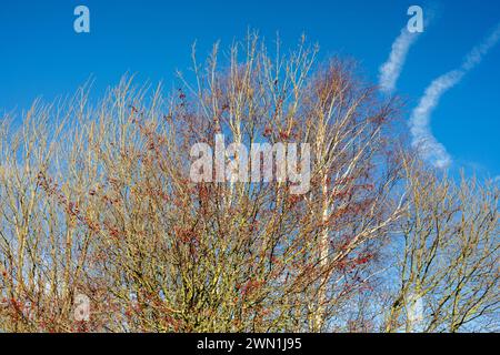 Hawthorn berries (Crataegus spp.) and silver birch (Betula pendula) in winter against a blue sky, Eye Green Local Nature Reserve, Peterborough Stock Photo