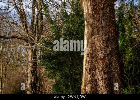 Ancient London Plane tree (Platanus x hispanica) in winter in Bluebell Woods, Peterborough, Cambridgeshire, England Stock Photo