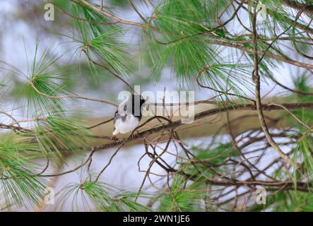 Dark-Eyed Junco perched in an evergreen tree with black and white plumage Stock Photo