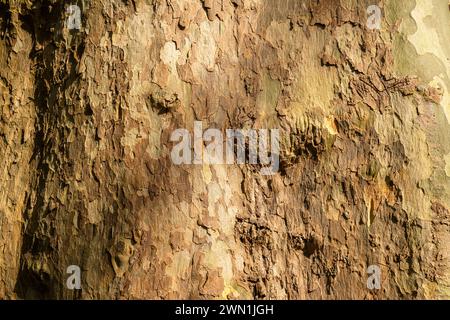Bark of huge London Plane tree (Platanus x hispanica), believed to be more than 300 years old, in winter in Bluebell Woods, Peterborough Stock Photo