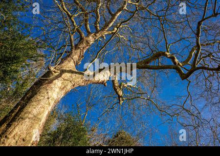 Huge London Plane tree (Platanus x hispanica), believed to be more than 300 years old, in winter in Bluebell Woods, Peterborough, Cambridgeshire Stock Photo