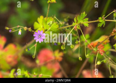 Hedgerow cranesbill (Geranium pyrenaicum) flowering in June in a country hedgerow near Peterborough, Cambridgeshire, England Stock Photo