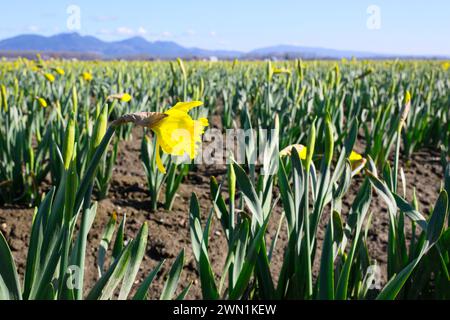 First signs of changing of the seasons from winter to spring with daffodil bloom Stock Photo