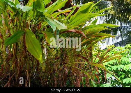 Wonosobo Indonesia 30 january 2023, Mother-in-Law's Tongue (Sansevieria trifasciata) is an ornamental plant that can live indoors or outdoors which ha Stock Photo