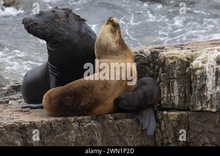 Male, Female, and pup Southern Sea Lions, Otaria Flavescens, in the Falkland Islands. Stock Photo