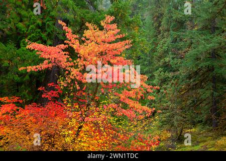 Pacific dogwood in autumn along South Umpqua River, Umpqua National Forest, Oregon Stock Photo