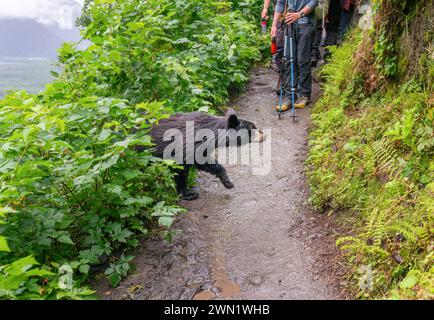 A bear walking out of the bush full of red berries. People holding bear spray and walking poles. Bear encounter at Exit Glacier track. Kenai Fjords Na Stock Photo